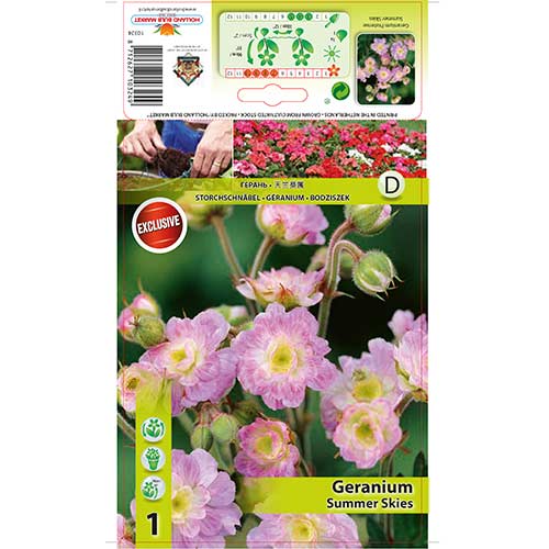 Geranie Summer Skies interface.image 1 interface.art 76242