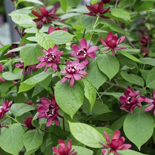 Gewürzstrauch Aphrodite PBR, C3 interface.image 1 interface.art 8518