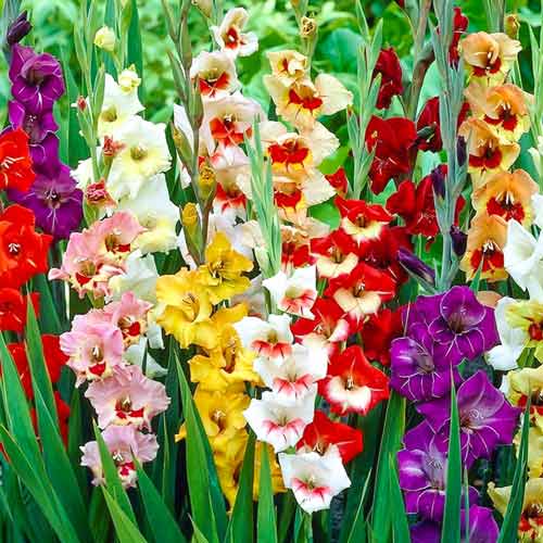 Gladiole Garden Velvet, Farbmischung interface.art Bild 1 Gladiole Garden Velvet, Farbmischung interface.image 1 interface.art 76257