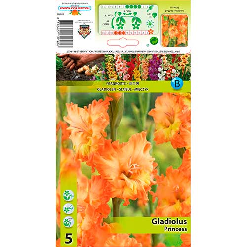 Gladiole Ruffled Princess interface.art Bild 1 Gladiole Ruffled Princess interface.image 1 interface.art 76252