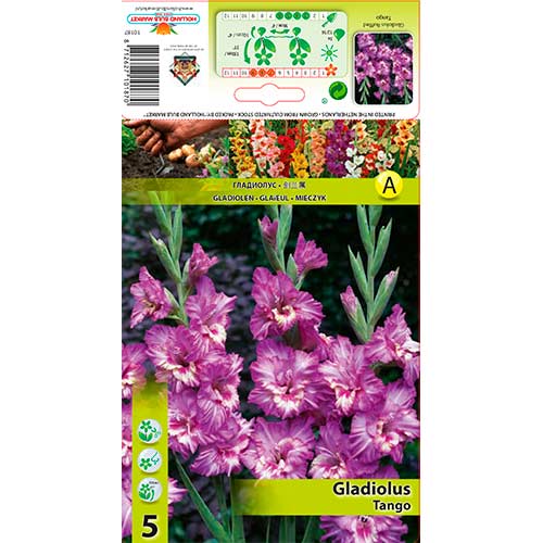 Gladiole Ruffled Tango interface.art Bild 1 Gladiole Ruffled Tango interface.image 1 interface.art 76256