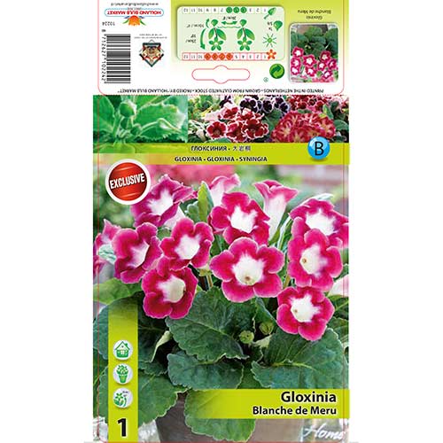 Gloxinie Blanche de Meru interface.art Bild 1 Gloxinie Blanche de Meru interface.image 1 interface.art 76259