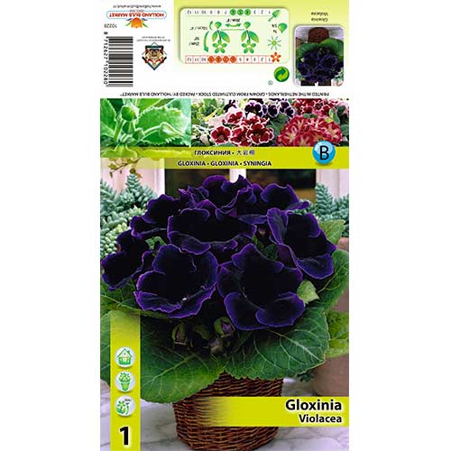 Gloxinie Violacea interface.art Bild 1 Gloxinie Violacea interface.image 1 interface.art 70408
