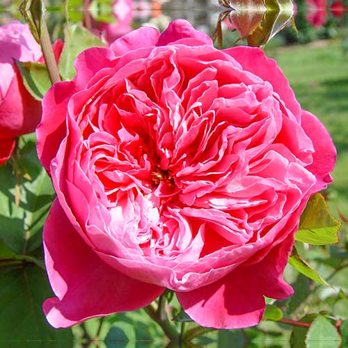 Großblütige Rose Accademia® interface.image 1 interface.art 5547