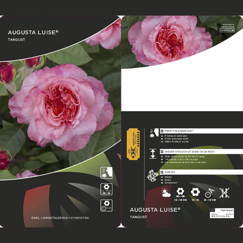 Edelrose Augusta Luise®, C3 interface.image 2 interface.art 4561