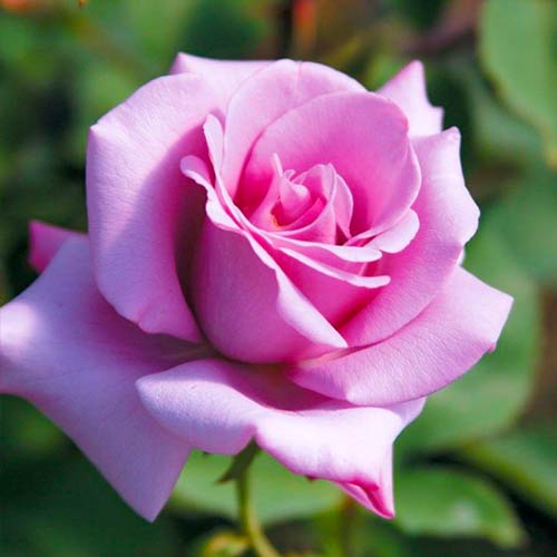 Großblütige Rose Blue Girl interface.image 1 interface.art 5519