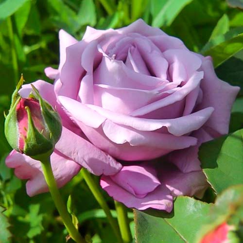 Edelrose RosaBlue Monday®, C5 interface.art Bild 1 Edelrose RosaBlue Monday®, C5 interface.image 1 interface.art 5528
