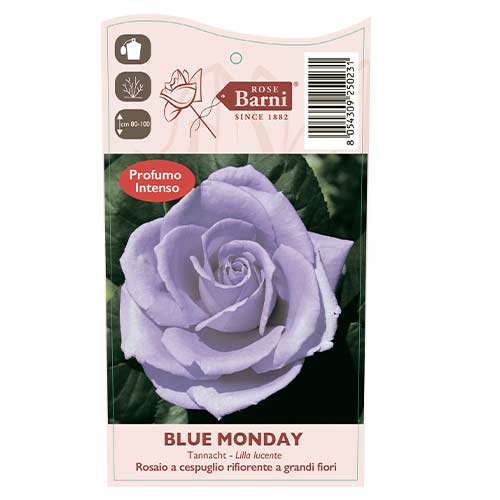 Edelrose RosaBlue Monday®, C5 interface.art Bild 4 Edelrose RosaBlue Monday®, C5 interface.image 4 interface.art 5528