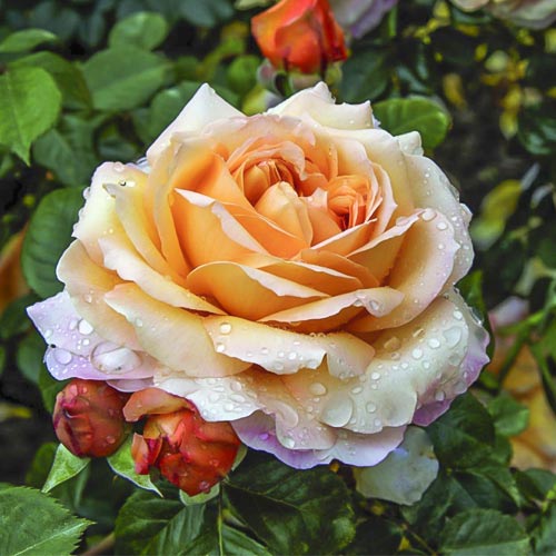 Edelrose Rosa Capri®, C5 interface.art Bild 1 Edelrose Rosa Capri®, C5 interface.image 1 interface.art 5556