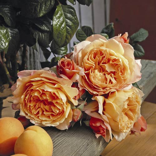 Edelrose Rosa Capri®, C5 interface.art Bild 2 Edelrose Rosa Capri®, C5 interface.image 2 interface.art 5556