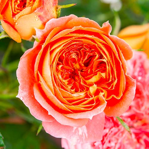 Großblütige Rose Carmen interface.image 1 interface.art 5520