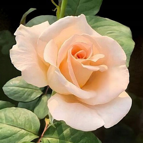 Edelrose Rosa Casanova, root ball interface.image 1 interface.art 2120