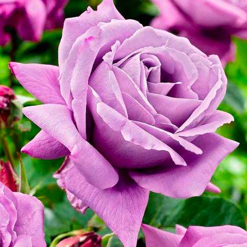 Großblütige Rose Charley interface.image 1 interface.art 3657