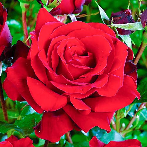 Edelrose Rosa Cygne Noir, C3 interface.art Bild 1 Edelrose Rosa Cygne Noir, C3 interface.image 1 interface.art 2266