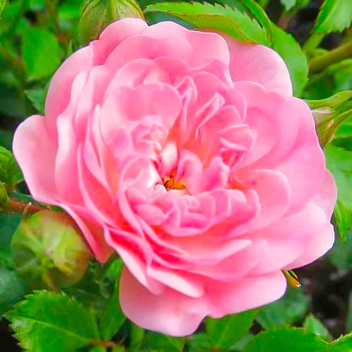 Großblütige Rose Fairy interface.image 1 interface.art 3683