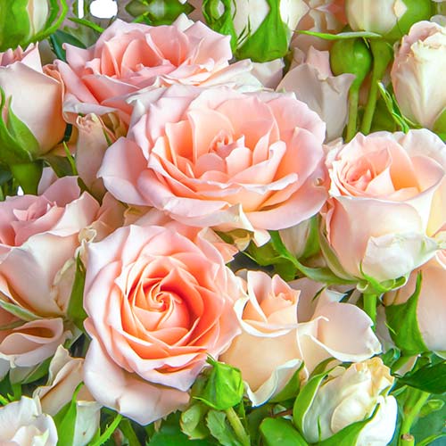 Großblütige Rose Grazia interface.image 1 interface.art 5524