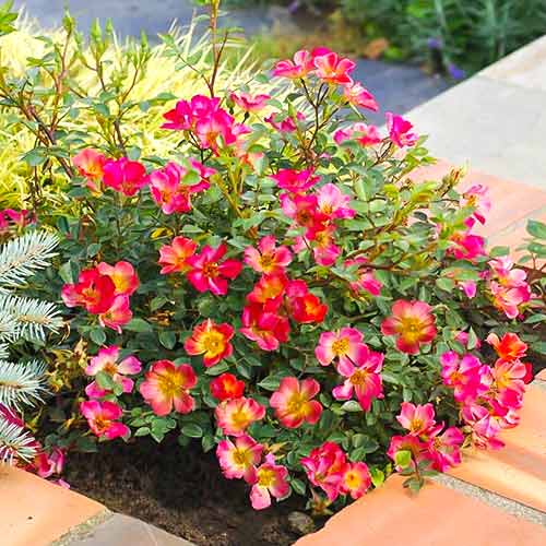 Großblütige Rose Happy Chappy®, C5 interface.image 1 interface.art 5543