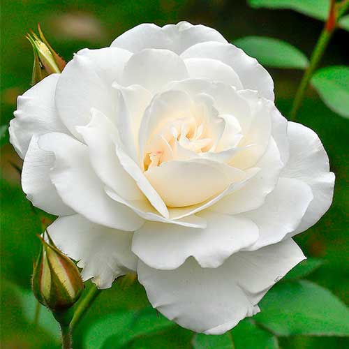 Großblütige Rose Helga interface.image 1 interface.art 5014