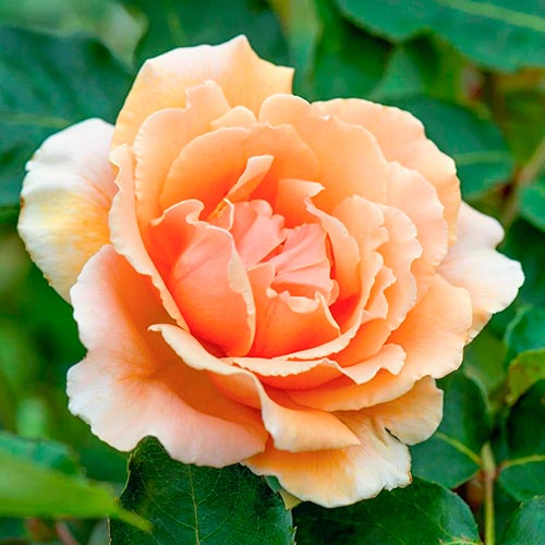 Großblütige Rose Just Joey interface.image 1 interface.art 5531