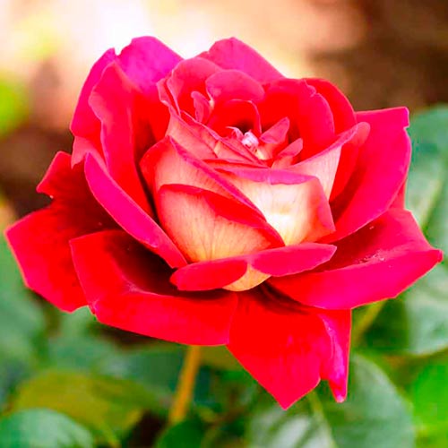 Rose Großblütige Kronenburg interface.image 1 interface.art 2283