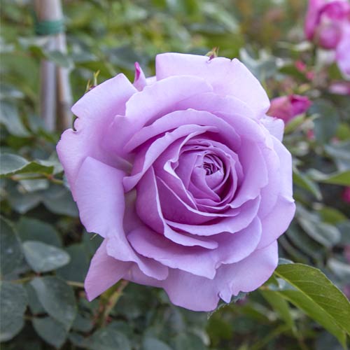 Beetrose Love Song®, C5 interface.image 2 interface.art 5545