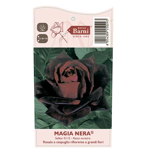 Edelrose Rosa Magia Nera®, C5 interface.art Bild 4 Edelrose Rosa Magia Nera®, C5 interface.image 4 interface.art 5533