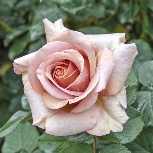 Edelrose Rosa Mokarosa®, C5 interface.art Bild 1 Edelrose Rosa Mokarosa®, C5 interface.image 1 interface.art 5535