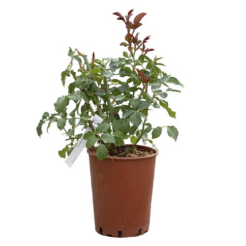 Edelrose Rosa Mokarosa®, C5 interface.art Bild 2 Edelrose Rosa Mokarosa®, C5 interface.image 2 interface.art 5535