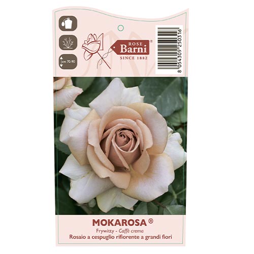 Edelrose Rosa Mokarosa®, C5 interface.art Bild 3 Edelrose Rosa Mokarosa®, C5 interface.image 3 interface.art 5535
