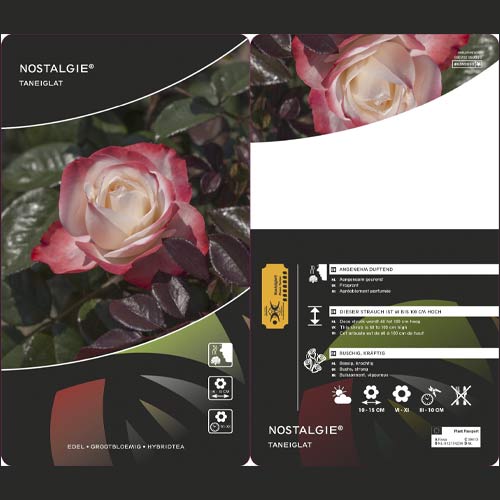 Edelrose Nostalgie®, C3 interface.image 2 interface.art 4563