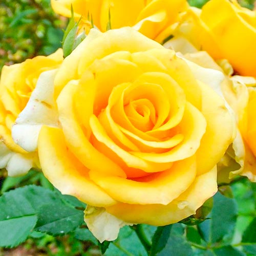 Großblütige Rose Old Gold interface.image 1 interface.art 3666