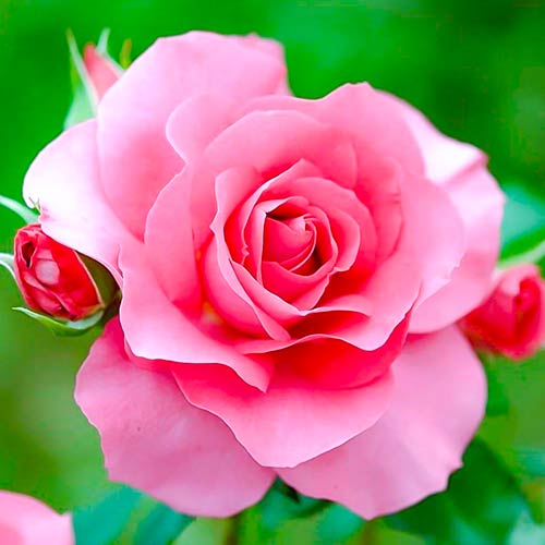 Großblütige Rose Queen of England interface.image 1 interface.art 4987