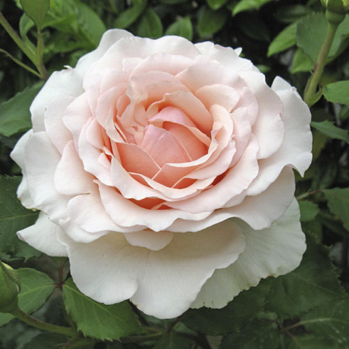 Edelrose Rosa Roberto Cappucci®, C5 interface.art Bild 1 Edelrose Rosa Roberto Cappucci®, C5 interface.image 1 interface.art 5551