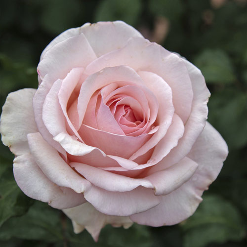 Edelrose Rosa Roberto Cappucci®, C5 interface.art Bild 2 Edelrose Rosa Roberto Cappucci®, C5 interface.image 2 interface.art 5551