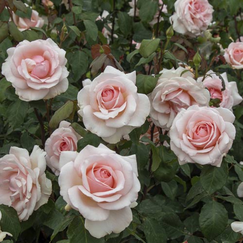 Edelrose Rosa Roberto Cappucci®, C5 interface.art Bild 3 Edelrose Rosa Roberto Cappucci®, C5 interface.image 3 interface.art 5551