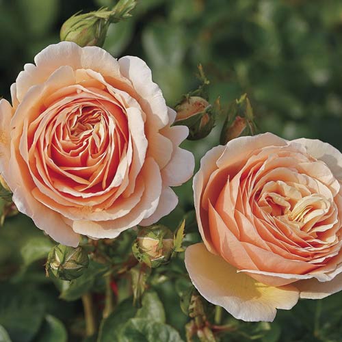 Edelrose Rosa Tropicana®, C5 interface.art Bild 1 Edelrose Rosa Tropicana®, C5 interface.image 1 interface.art 5558