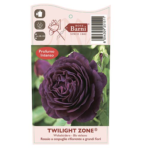 Edelrose Rosa Twilight Zone®, C5 interface.image 3 interface.art 5537