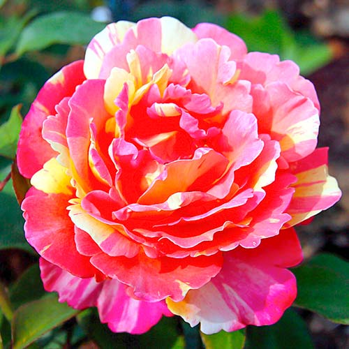 Großblütige Rose Variegata di Barni® interface.image 1 interface.art 5540