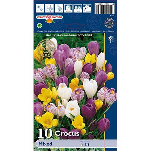 Großblütiger Krokus, Farbmischung interface.image 1 interface.art 68015