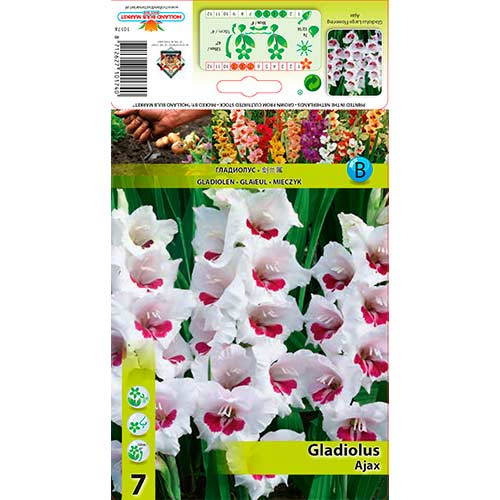 Großblumige Gladiole Ajax interface.art Bild 1 Großblumige Gladiole Ajax interface.image 1 interface.art 76588