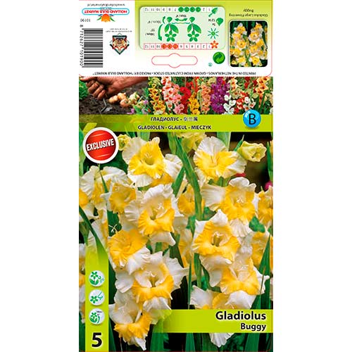Großblumige Gladiole Buggy interface.art Bild 1 Großblumige Gladiole Buggy interface.image 1 interface.art 76442