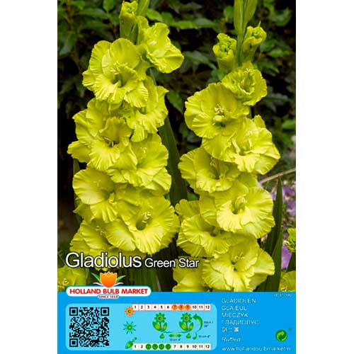 Großblumige Gladiole Green Star interface.art Bild 1 Großblumige Gladiole Green Star interface.image 1 interface.art 76444