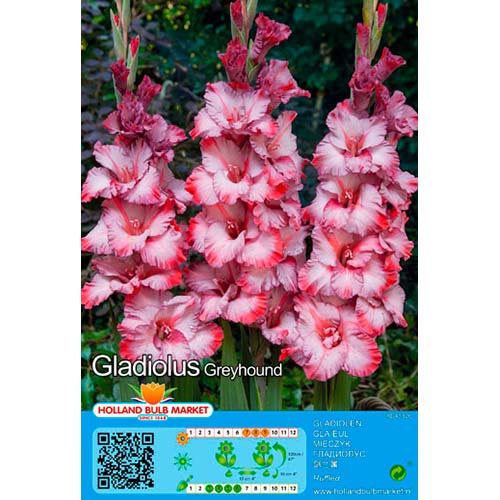 Großblumige Gladiole Greyhound interface.art Bild 1 Großblumige Gladiole Greyhound interface.image 1 interface.art 76662