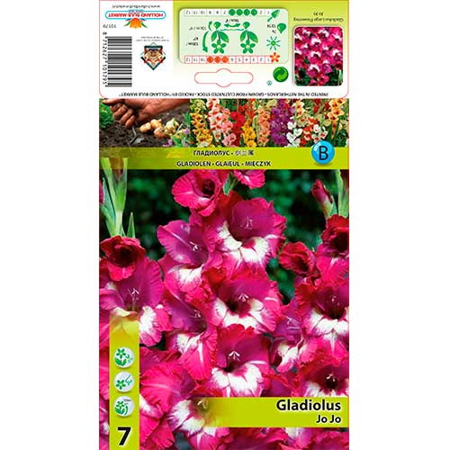 Großblumige Gladiole Jo Jo interface.art Bild 1 Großblumige Gladiole Jo Jo interface.image 1 interface.art 76247