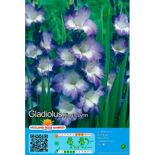 Großblumige Gladiole King Lynn interface.art Bild 1 Großblumige Gladiole King Lynn interface.image 1 interface.art 76445