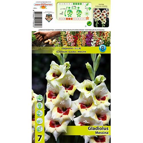 Großblumige Gladiole Messina interface.art Bild 1 Großblumige Gladiole Messina interface.image 1 interface.art 70397
