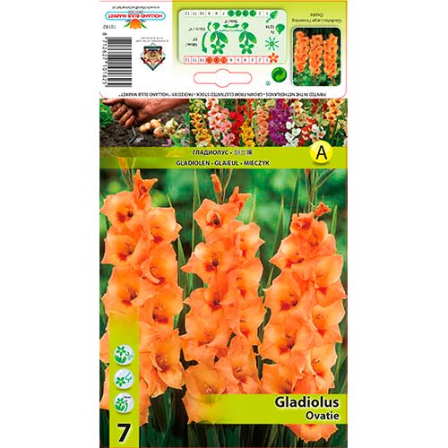 Großblumige Gladiole Ovatie interface.art Bild 1 Großblumige Gladiole Ovatie interface.image 1 interface.art 76591