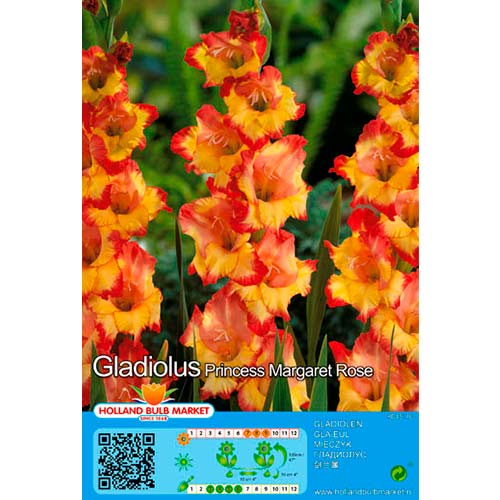 Großblumige Gladiole Princess Margaret Rose interface.art Bild 1 Großblumige Gladiole Princess Margaret Rose interface.image 1 interface.art 76667