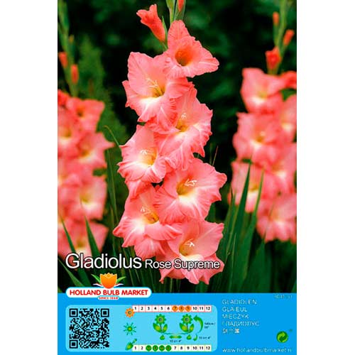 Großblumige Gladiole Rose Supreme interface.art Bild 1 Großblumige Gladiole Rose Supreme interface.image 1 interface.art 76668