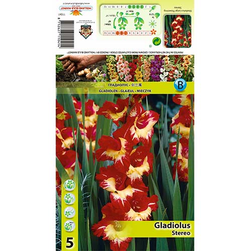Großblumige Gladiole Stereo interface.art Bild 1 Großblumige Gladiole Stereo interface.image 1 interface.art 70403